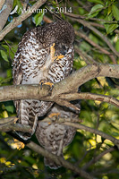 powerful owl 17540