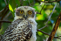 powerful owl 18162