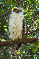 powerful owl 18169