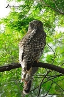 powerful owl 1846b