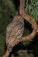 powerful owl 2715