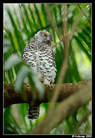 powerful owl 3180