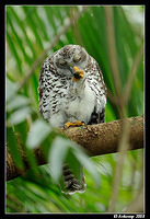 powerful owl 3184