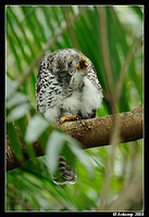 powerful owl 3185