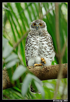 powerful owl 3187