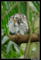 powerful owl 3190