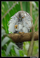 powerful owl 3192