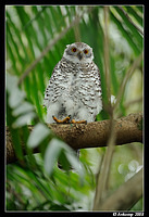 powerful owl 3193