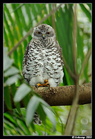 powerful owl 3195