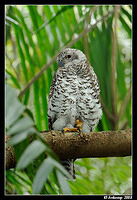 powerful owl 3196