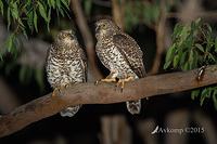 powerful owl 3420