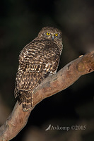 powerful owl 3590