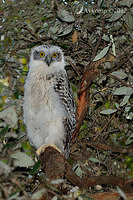 powerful owl 3648