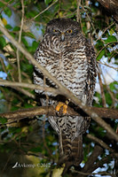 powerful owl 3670