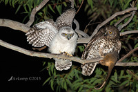 powerful owl 3684