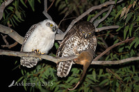 powerful owl 3685