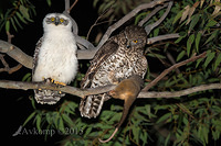 powerful owl 3686