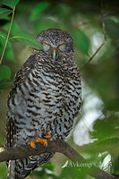 powerful owl 5709