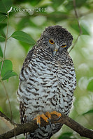 powerful owl 5720