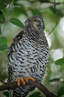 powerful owl 5721