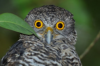 powerful owl 5726