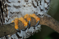 powerful owl 5727