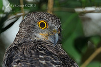 powerful owl 5729