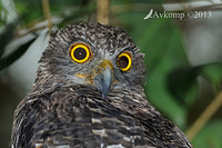 powerful owl 5730