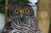 powerful owl 5731