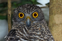 powerful owl 5732