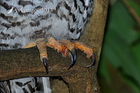 powerful owl 5735