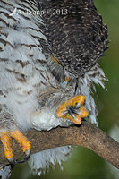 powerful owl 5737