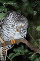 powerful owl 5759