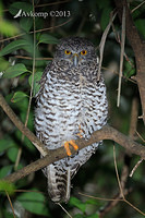 powerful owl 5777