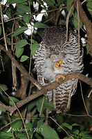 powerful owl 5788