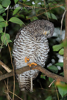 powerful owl 5797