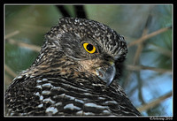 powerful owl 6360