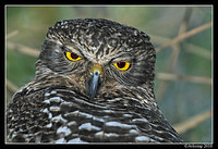 powerful owl 6361