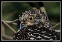 powerful owl 6377