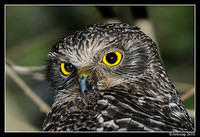 powerful owl 6378