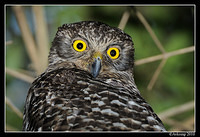 powerful owl 6379