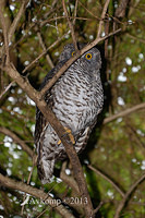 powerful owl 7041