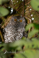 powerful owl 7043