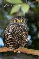 powerful owl 7059