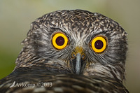 powerful owl 7074