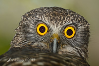 powerful owl 7075