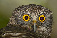 powerful owl 7086