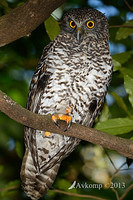 powerful owl 7111