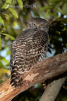 powerful owl 7154