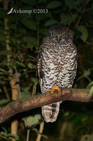 powerful owl 7161